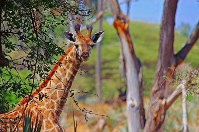 Giraffen Zuid-Afrika