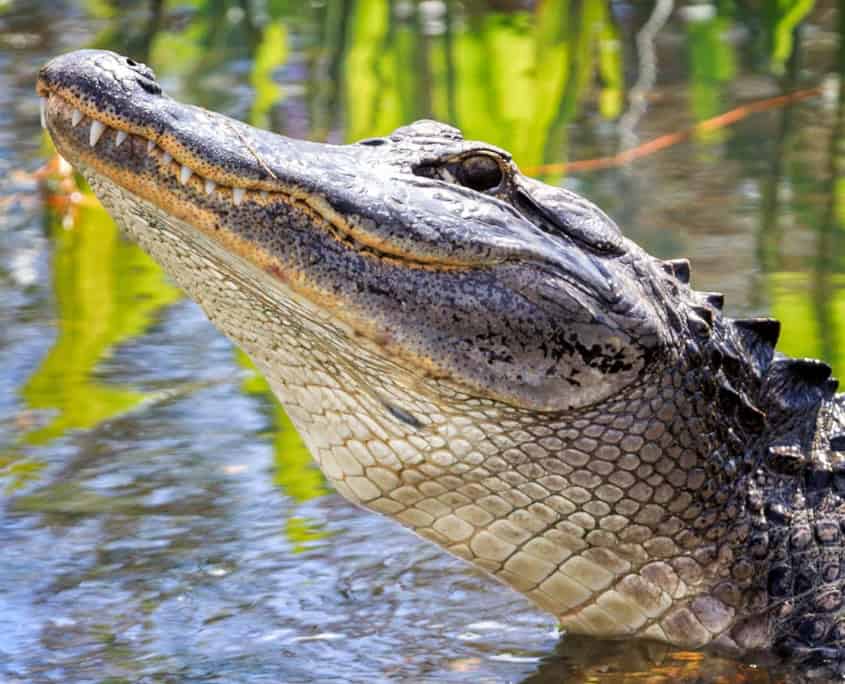 Alligator im Everglades National Park