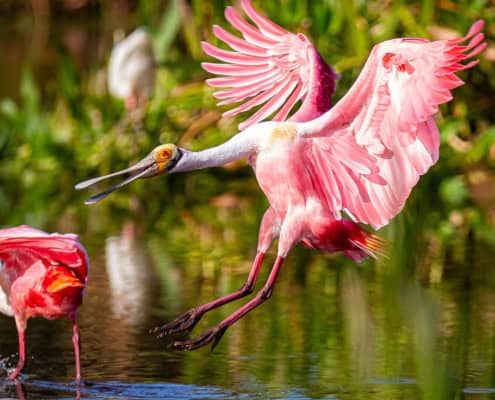 Rosalöffler in den Everglades