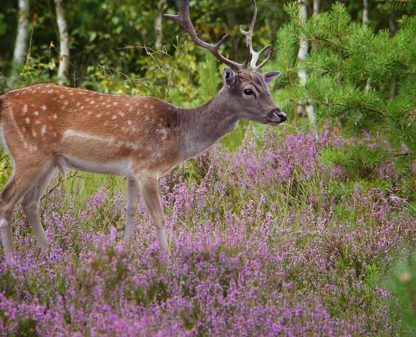 Lüneburger Heide Reh