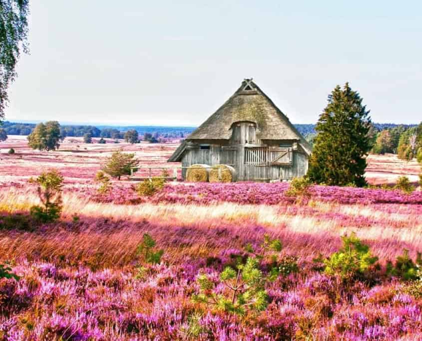 Luenburger Heide Schafstall